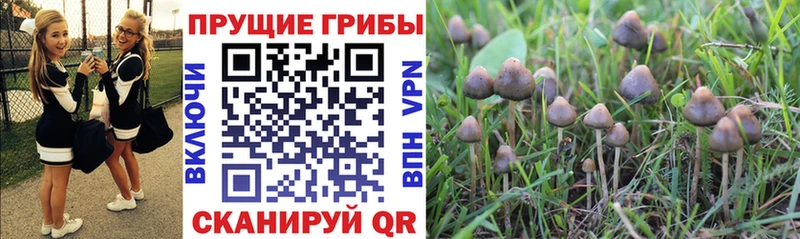 Псилоцибиновые грибы прущие грибы  kraken вход  Новочеркасск 